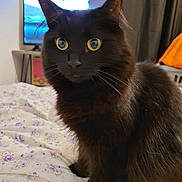 Bonnie joined the competition — help win amazing prizes! cat, black_cat, pet, bed, blanket, floral_bedspread, bedroom, television, curtains, yellow_eyes, whiskers, long_fur, close_up, portrait, paws, indoor, cozy, furniture, night_scene, attentive