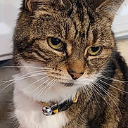 Casper joined the competition — help win amazing prizes! bell, cat, close_up, collar, curious_expression, cute, domestic_cat, ears, feline, fur_texture, green_eyes, indoor, muzzle, nose, pet, portrait, sitting, striped_fur, tabby_cat, whiskers