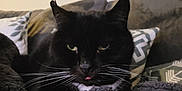Oscar is registered to the contest to win money with this photo: cat, tuxedo_cat, black_cat, whiskers, tongue_out, blanket, couch, pillow, cozy, indoor, pet, close_up, green_eyes, fur, ears, relaxed, sleepy, portrait, home, soft_texture