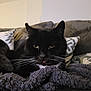 black_cat, blanket, cat, close_up, couch, cozy, ears, fur, green_eyes, home, indoor, pet, pillow, portrait, relaxed, sleepy, soft_texture, tongue_out, tuxedo_cat, whiskers