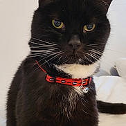 Oscar joined the competition — help win amazing prizes! cat, tuxedo_cat, whiskers, collar, bell, yellow_eyes, black_fur, white_chest, close_up, portrait, pet, indoor, bed, fur, ears, nose, tail, domestic_animal, calm, pet_accessory