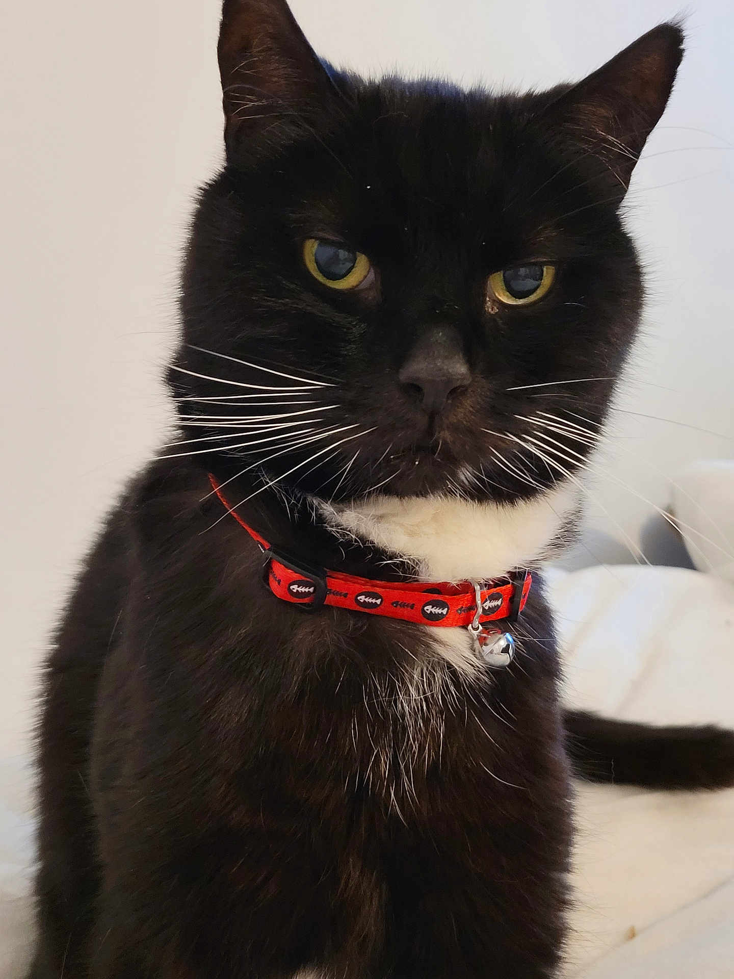 Oscar joined the competition — help win amazing prizes! cat, tuxedo_cat, whiskers, collar, bell, yellow_eyes, black_fur, white_chest, close_up, portrait, pet, indoor, bed, fur, ears, nose, tail, domestic_animal, calm, pet_accessory