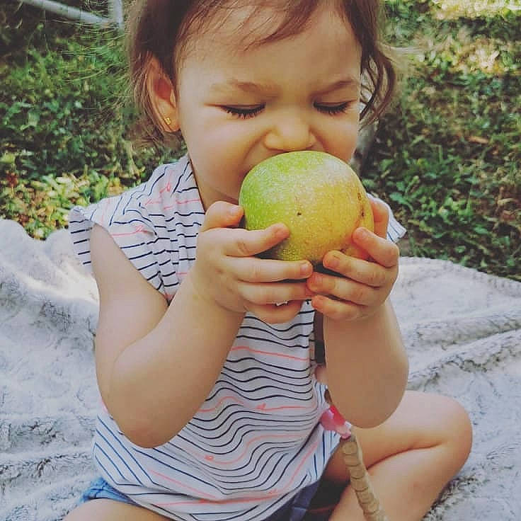 Flora participe au concours pour gagner de l'argent avec cette photo : apple, child, eating, european_plum, finger, food, fruit, hand, person, plant, play, produce, summer, toddler, tree