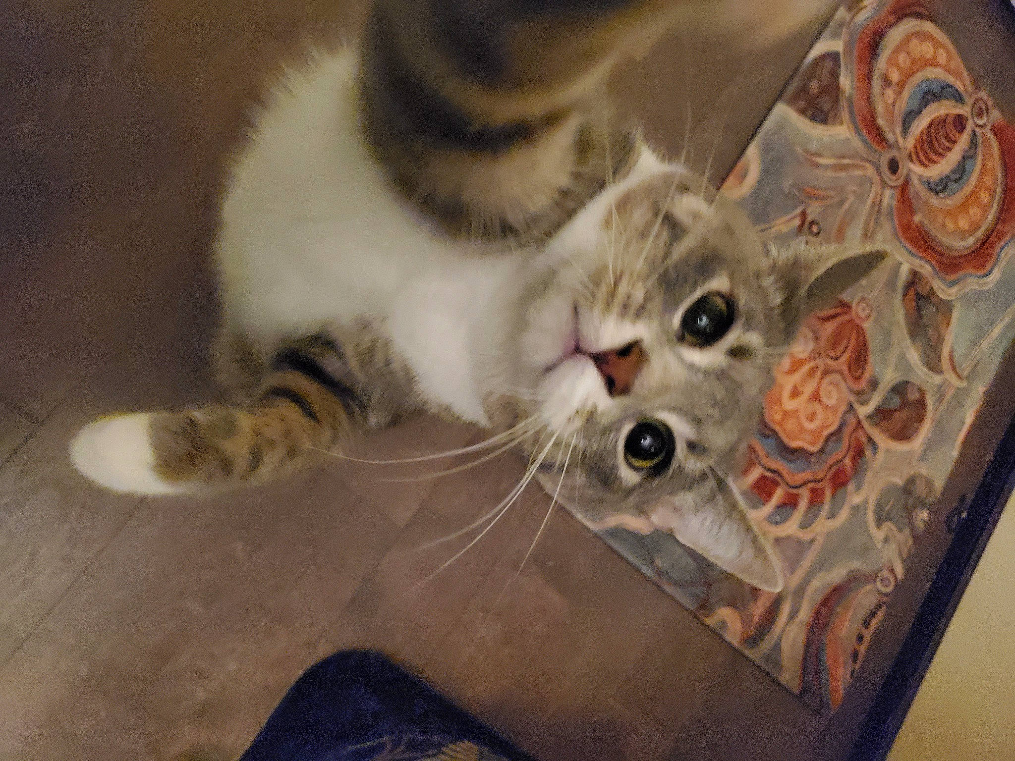 Newt is registered to the contest to win money with this photo: carnivore, cat, claw, domestic_short_haired_cat, felidae, fur, paw, photo_caption, small_to_medium_sized_cats, snout, tail, whiskers