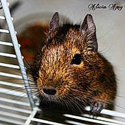 Spitz participe au concours pour gagner de l'argent avec cette photo :