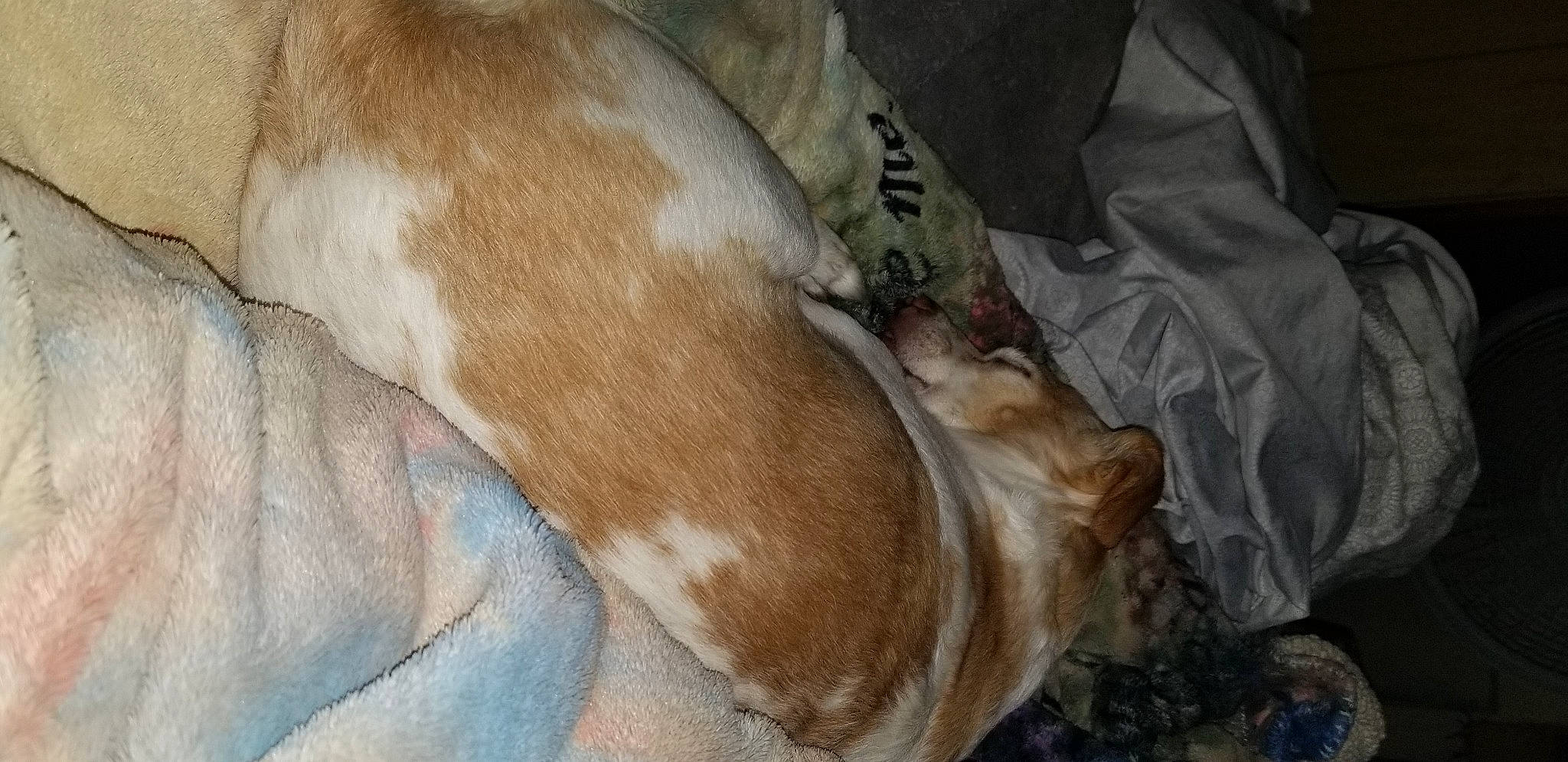 Bailey is registered to the contest to win money with this photo: blanket, canidae, carnivore, comfort, companion_dog, dog, dog_breed, ear, fawn, fur, linens, liver, nap, non_sporting_group, sleep, snout, sporting_group, tail, whiskers, working_animal