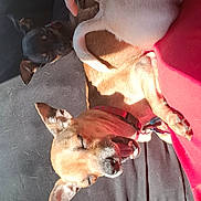 Buddy joined the competition — help win amazing prizes! dog, small_dog, sleeping, yawning, cushion, black_cushion, sunlight, hand, pet, animal, indoor, resting, cozy, fur, ears, collar, red_collar, paw, tongue, relaxing