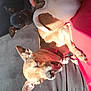dog, small_dog, sleeping, yawning, cushion, black_cushion, sunlight, hand, pet, animal, indoor, resting, cozy, fur, ears, collar, red_collar, paw, tongue, relaxing