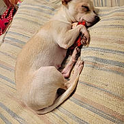 Ruby joined the competition — help win amazing prizes! dog, sleeping, toy, cushion, striped, indoor, pet, resting, small_dog, cozy, relaxed, nap, fur, animal, cute, paw, closed_eyes, home, comfort, peaceful