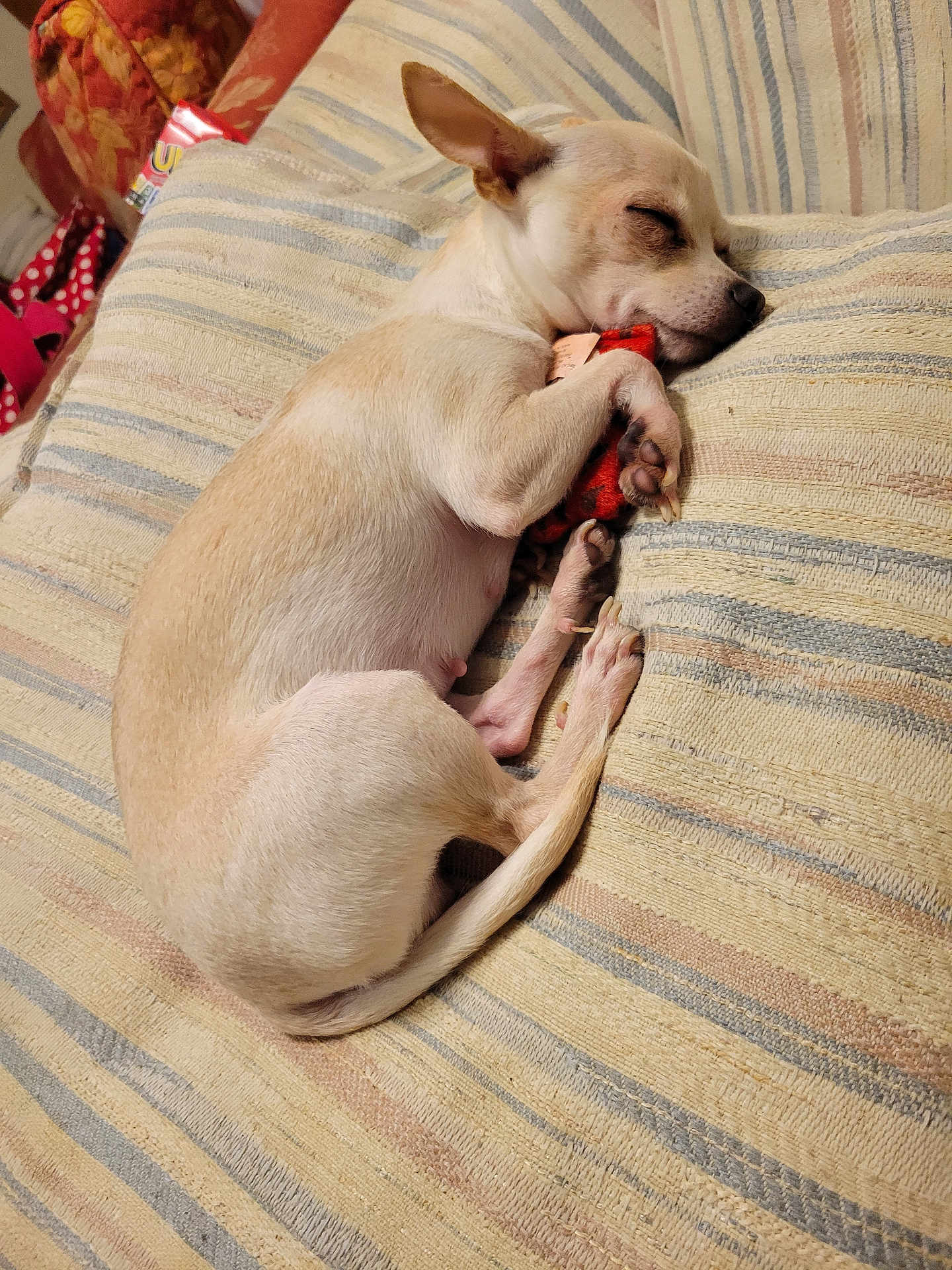 Ruby joined the competition — help win amazing prizes! dog, sleeping, toy, cushion, striped, indoor, pet, resting, small_dog, cozy, relaxed, nap, fur, animal, cute, paw, closed_eyes, home, comfort, peaceful