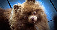 Max participe au concours pour gagner de l'argent avec cette photo : adorable, animal, background_blur, brown, close_up, companion, cute, dog, domestic_animal, ears, face, fluffy, friendly, furry, indoor, nose, pet, pomeranian, portrait, soft_light