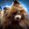 dog, pomeranian, fluffy, brown, close_up, portrait, pet, animal, cute, furry, ears, face, nose, indoor, soft_light, background_blur, adorable, domestic_animal, companion, friendly
