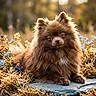 dog, pomeranian, fluffy, brown, flower_field, wildflowers, yellow_flowers, blue_flowers, stone, outdoor, nature, grass, sunlight, animal, pet, portrait, closeup, relaxing, spring, cute