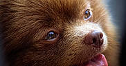 Max participe au concours pour gagner de l'argent avec cette photo : dog, brown_fur, close_up, portrait, tongue_out, fluffy, pet, animal, cute, canine, happy, face, furry, nose, whiskers, looking_up, soft_light, detailed, expression, domestic_animal