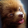 dog, brown_fur, close_up, portrait, tongue_out, fluffy, pet, animal, cute, canine, happy, face, furry, nose, whiskers, looking_up, soft_light, detailed, expression, domestic_animal