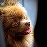 Max a rejoint le concours — aidez-le/la à gagner de superbes lots ! dog, fluffy, brown, portrait, close_up, pet, animal, cute, happy, tongue_out, furry, face, ears, looking, indoors, soft_light, expression, canine, friendly, adorable