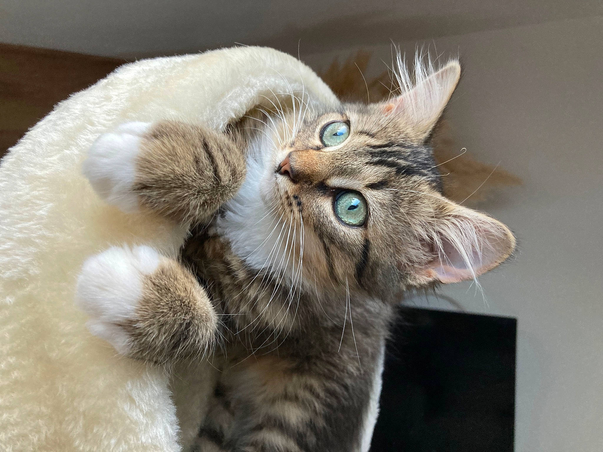 Zazou a rejoint le concours — aidez-le/la à gagner de superbes lots ! carnivore, cat, cat_bed, claw, comfort, domestic_short_haired_cat, ear, fawn, felidae, fur, paw, small_to_medium_sized_cats, snout, tail, terrestrial_animal, whiskers, wildlife