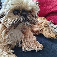 Thya participe au concours pour gagner de l'argent avec cette photo : dog, fluffy, pet, animal, fur, cushion, indoors, resting, cute, small_dog, face, paw, relaxed, cozy, home, companion, portrait, friendly, fur_texture, domestic