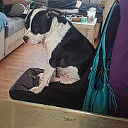 Calie participe au concours pour gagner de l'argent avec cette photo : dog, black_and_white, chair, person, controller, couch, living_room, floor, purse, table, cushion, gaming, playstation_5, pet, indoor, seated, relaxed, wood_floor, casual, home