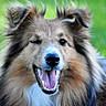 dog, canine, winking, smiling, tongue_out, fluffy, fur, pet, portrait, outdoor, green_background, happy, animal, friendly, cute, mammal, ears, face, nature, domestic