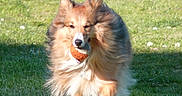 Prisca participe au concours pour gagner de l'argent avec cette photo : dog, sheltie, shetland_sheepdog, grass, outdoor, pet, animal, ball, playing, sunlight, canine, fetch, running, fluffy, nature, greenery, daytime, mammal, fur, active