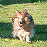 dog, sheltie, shetland_sheepdog, grass, outdoor, pet, animal, ball, playing, sunlight, canine, fetch, running, fluffy, nature, greenery, daytime, mammal, fur, active