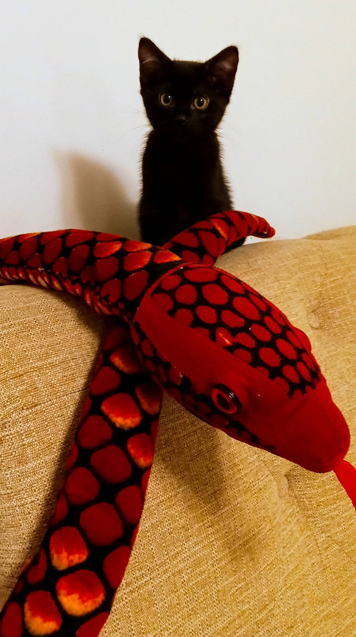 Silver Bells is registered to the contest to win money with this photo: beak, carnivore, cat, craft, fashion_accessory, felidae, fur, neck, orange, pattern, peach, red, tail, terrestrial_animal, toy, whiskers, wing