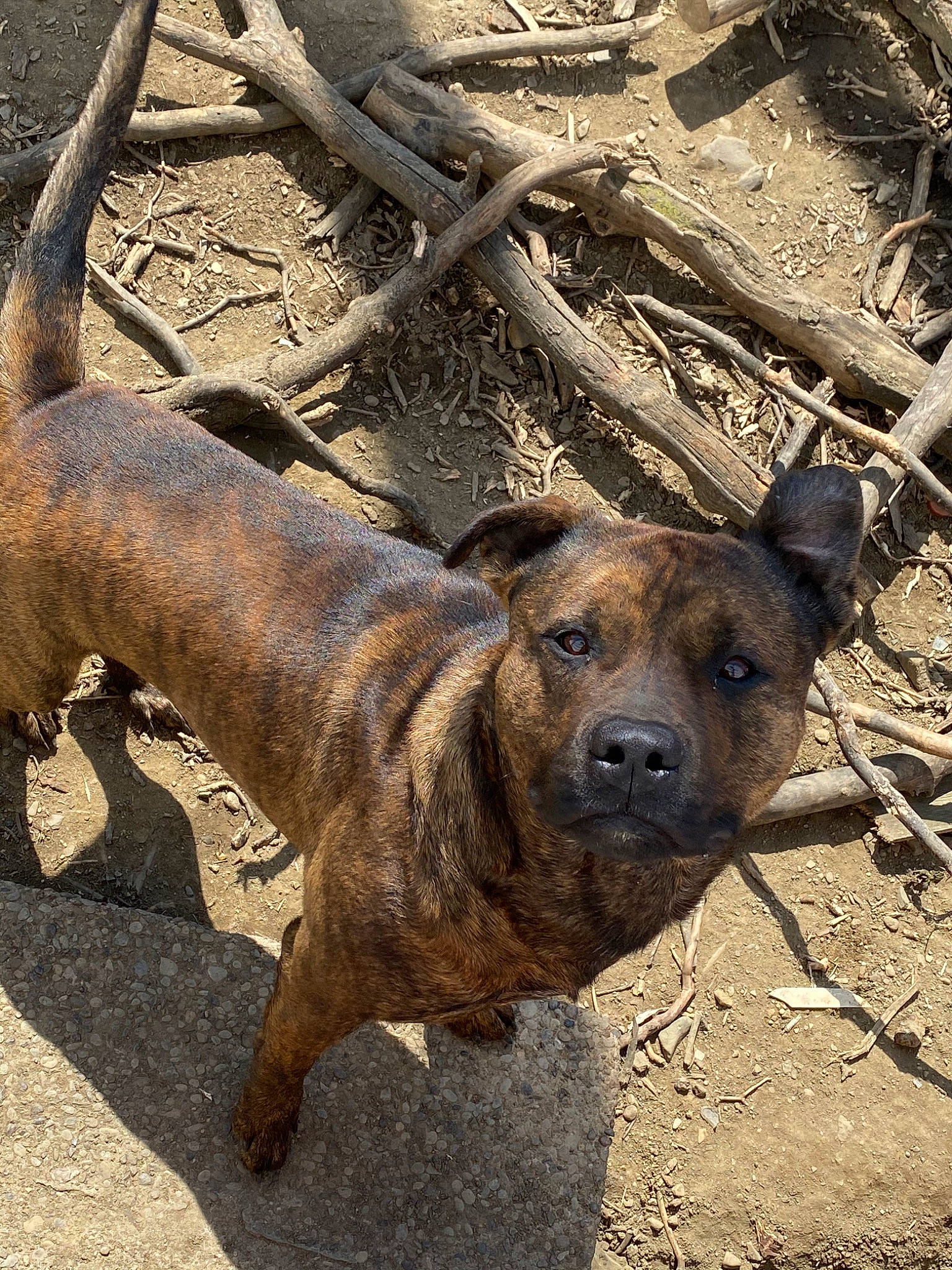 Remmy is registered to the contest to win money with this photo: alano_espanol, alaunt, american_pit_bull_terrier, american_staffordshire_terrier, canidae, carnivore, cimarron_uruguayo, dog, dog_breed, dogo_sardesco, fawn, mammal, mountain_cur, non_sporting_group, perro_de_presa_canario, rare_breed_dog, snout, street_dog, treeing_tennessee_brindle, vertebrate