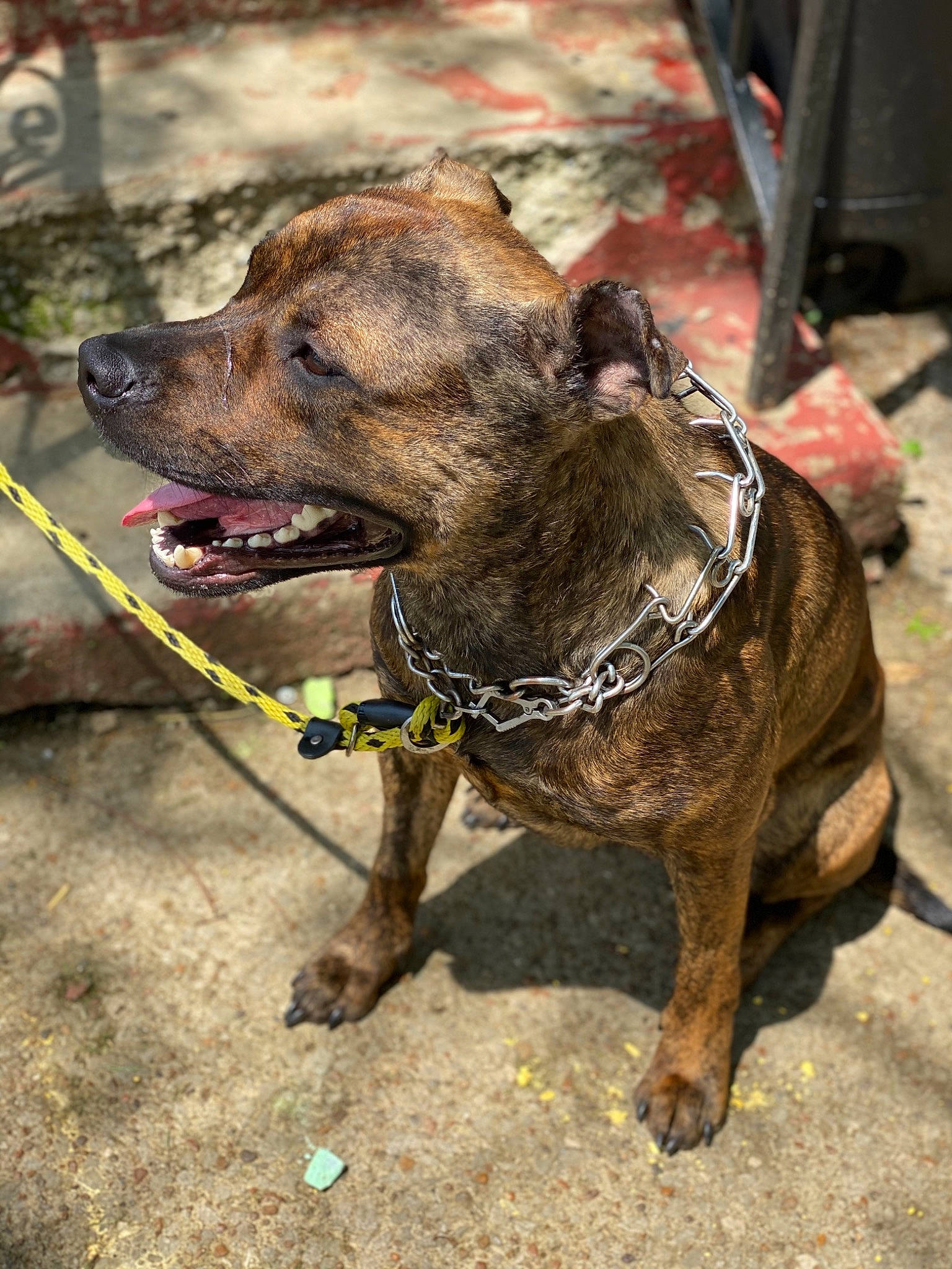 Remmy is registered to the contest to win money with this photo: alano_espanol, alaunt, american_pit_bull_terrier, american_staffordshire_terrier, canidae, carnivore, cimarron_uruguayo, dog, dog_breed, dogo_sardesco, fawn, mammal, mountain_cur, perro_de_presa_mallorquin, pit_bull, plott_hound, rare_breed_dog, snout, treeing_tennessee_brindle, vertebrate