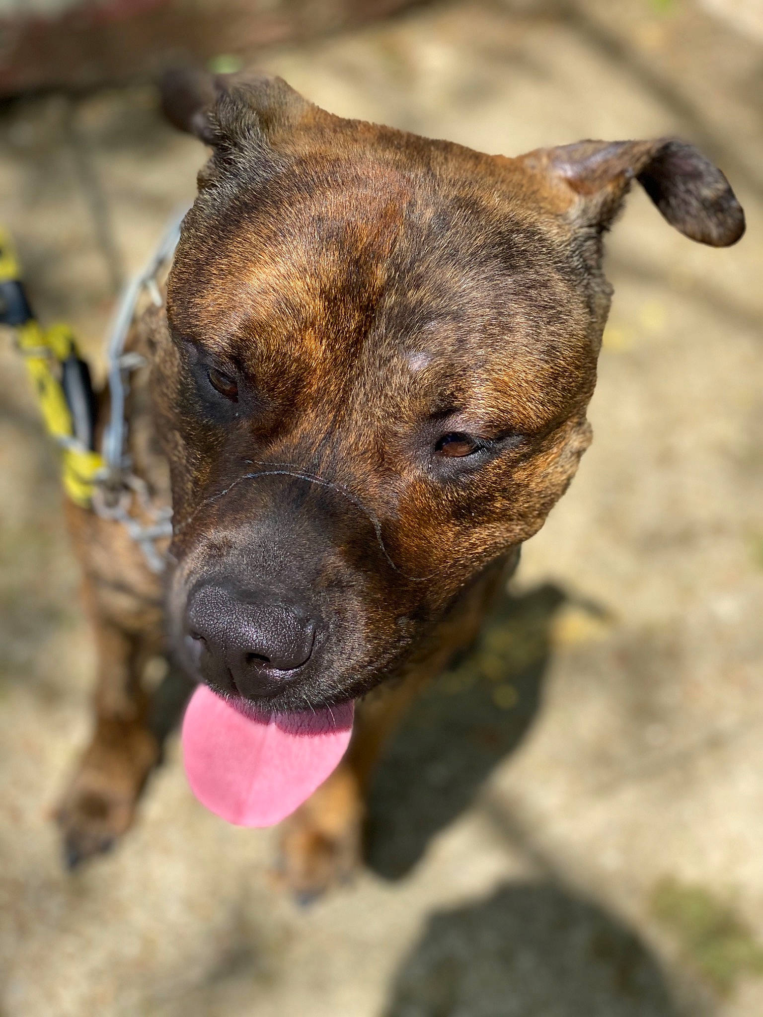 Remmy is registered to the contest to win money with this photo: alaunt, american_pit_bull_terrier, american_staffordshire_terrier, canidae, carnivore, cimarron_uruguayo, cordoba_fighting_dog, dog, dog_breed, eye, fawn, mammal, non_sporting_group, puppy, snout, treeing_tennessee_brindle, vertebrate, whiskers