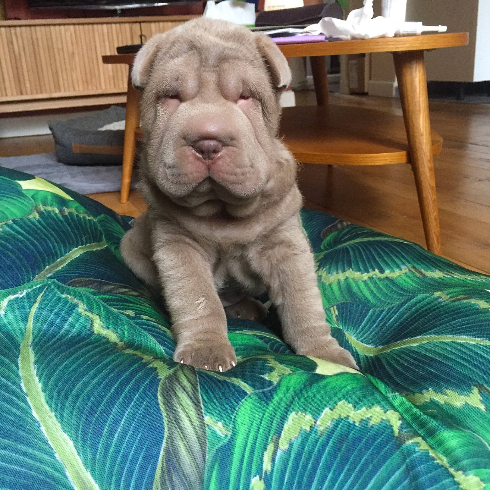 Gloria participe au concours pour gagner de l'argent avec cette photo : cabinetry, canidae, carnivore, comfort, companion_dog, dog, dog_breed, fawn, hardwood, laminate_flooring, non_sporting_group, old_english_bulldog, snout, sporting_group, teal, wood, wood_flooring, wood_stain, working_animal, wrinkle