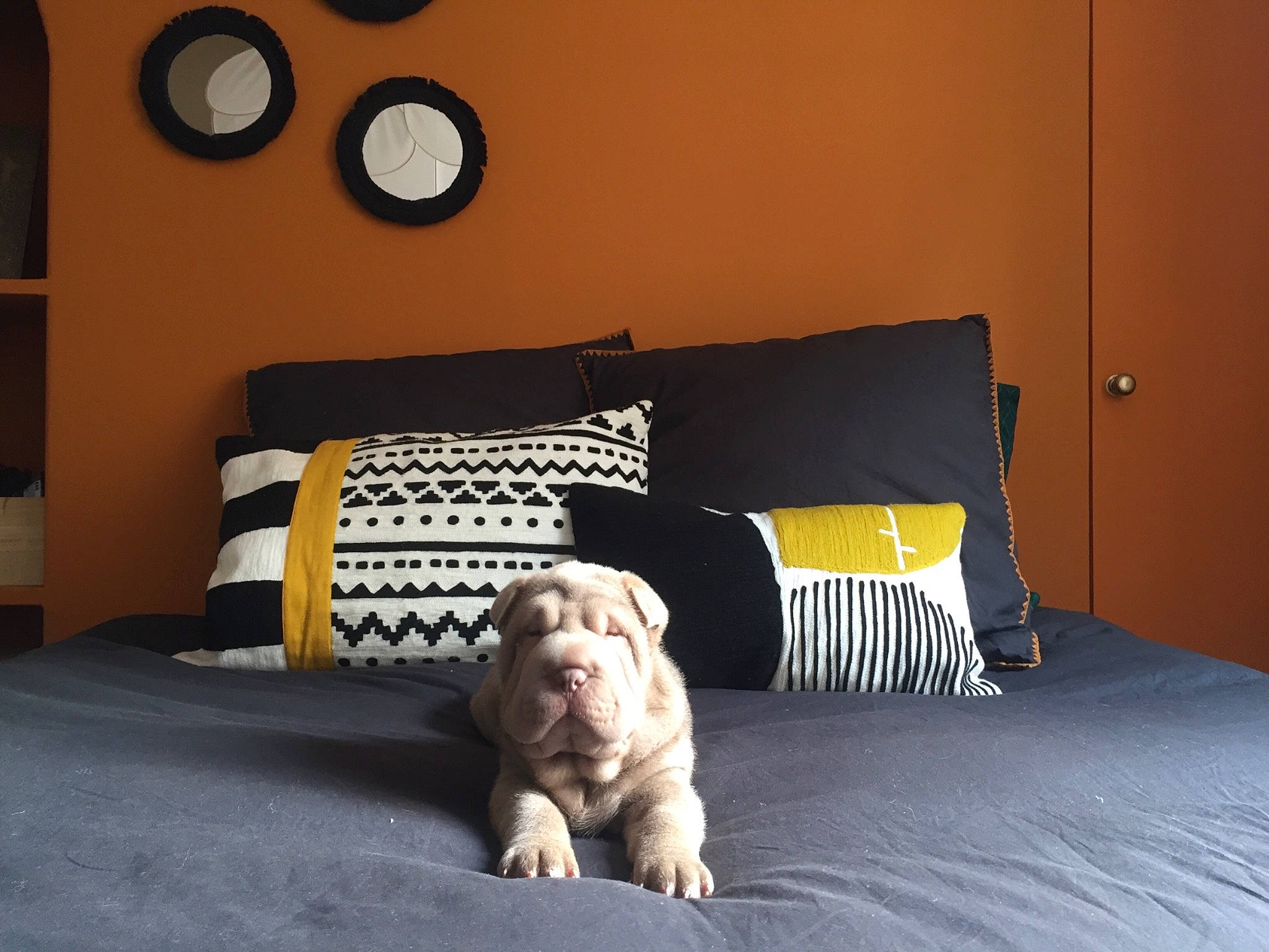 Gloria a rejoint le concours — aidez-le/la à gagner de superbes lots ! bed, bedding, bedroom, brown, carnivore, comfort, dog, dog_breed, floor, flooring, grey, home, home_accessories, interior_design, linens, room, wall, wall_clock, wood