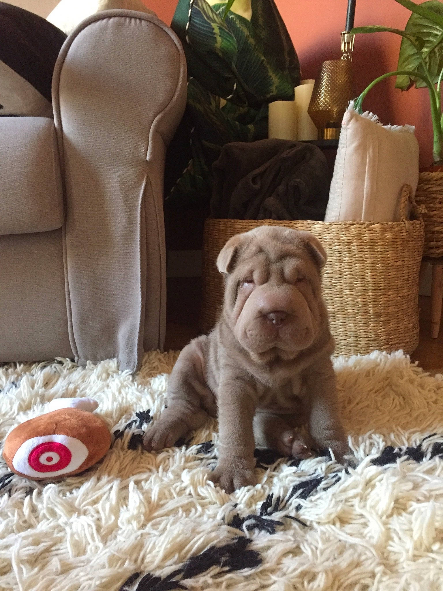 Gloria participe au concours pour gagner de l'argent avec cette photo : basket, canidae, carnivore, companion_dog, dog, dog_breed, dog_supply, fawn, fur, home_accessories, liver, pet_supply, picnic_basket, snout, sporting_group, storage_basket, straw, wicker, working_animal, working_dog