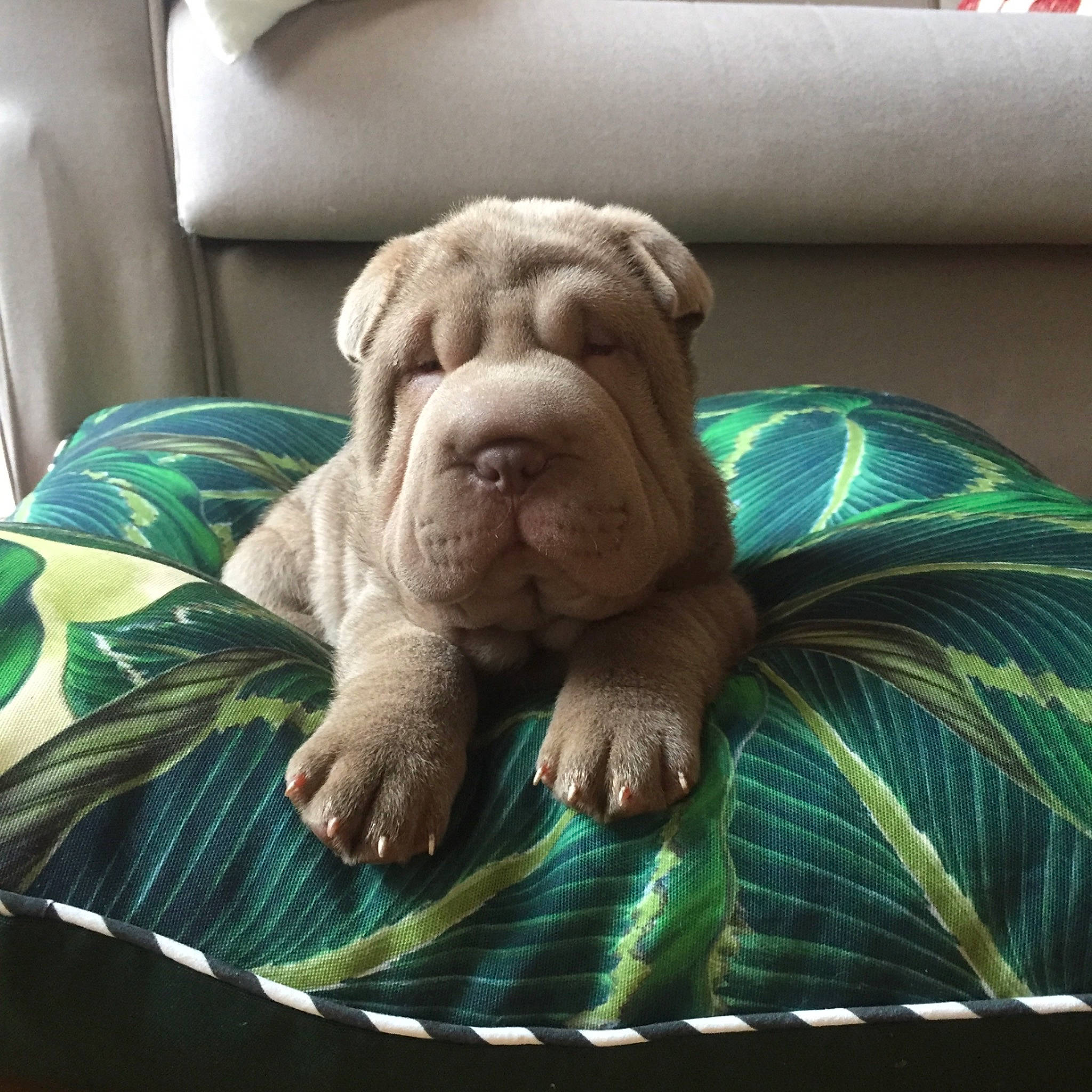 Gloria a rejoint le concours — aidez-le/la à gagner de superbes lots ! bulldog, canidae, carnivore, comfort, companion_dog, couch, dog, dog_breed, fawn, linens, non_sporting_group, old_english_bulldog, olde_english_bulldogge, ori_pei, pet_supply, snout, teal, white_english_bulldog, working_animal, wrinkle