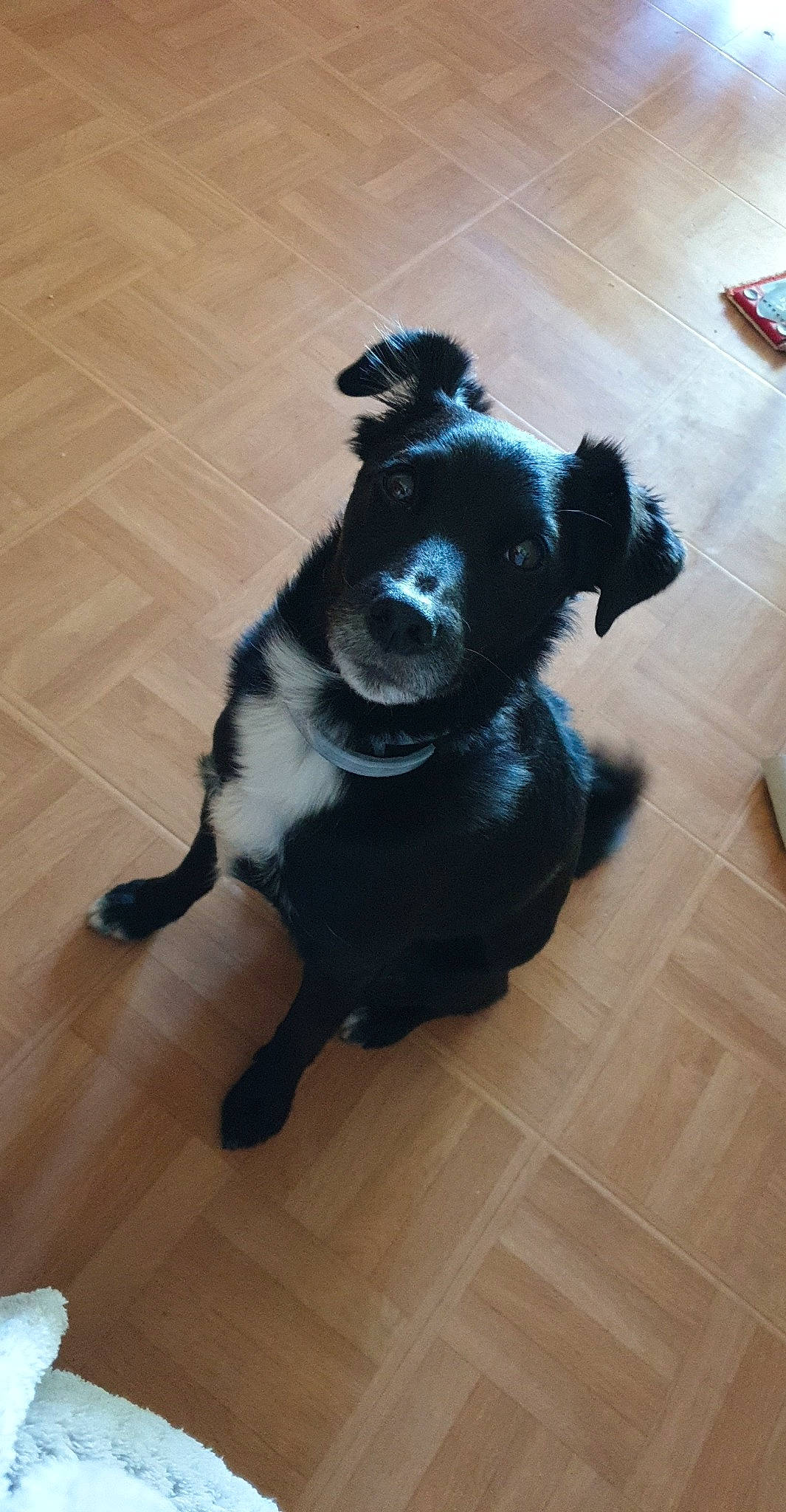 Toby participe au concours pour gagner de l'argent avec cette photo : borador, border_collie, canidae, carnivore, companion_dog, dog, dog_breed, floor, flooring, fur, hardwood, laminate_flooring, non_sporting_group, puppy, schipperke, sporting_group, tail, wood_flooring