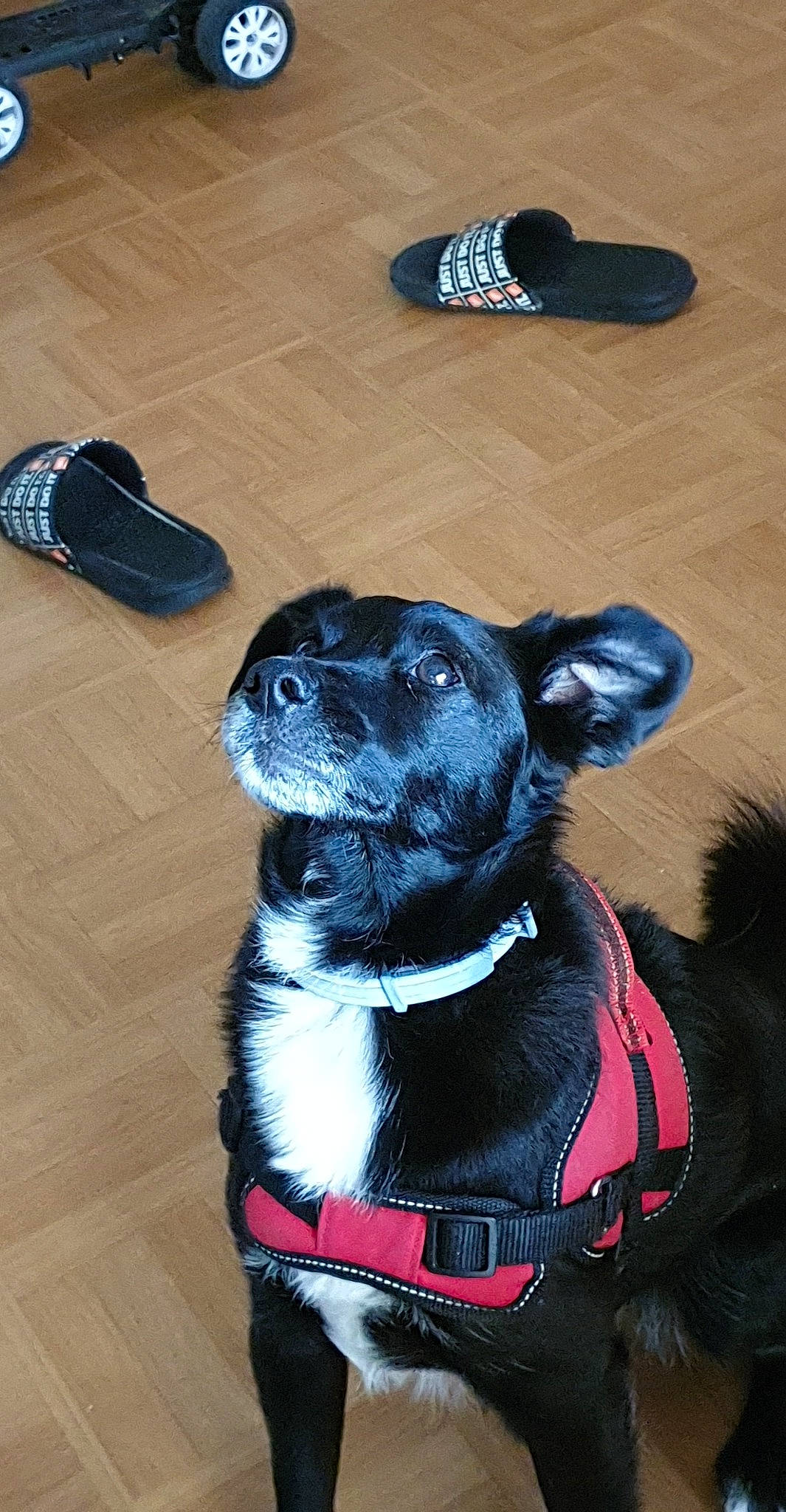 Toby a rejoint le concours — aidez-le/la à gagner de superbes lots ! canidae, carnivore, collar, companion_dog, dog, dog_breed, dog_collar, leash, non_sporting_group, puppy, snout, sporting_group