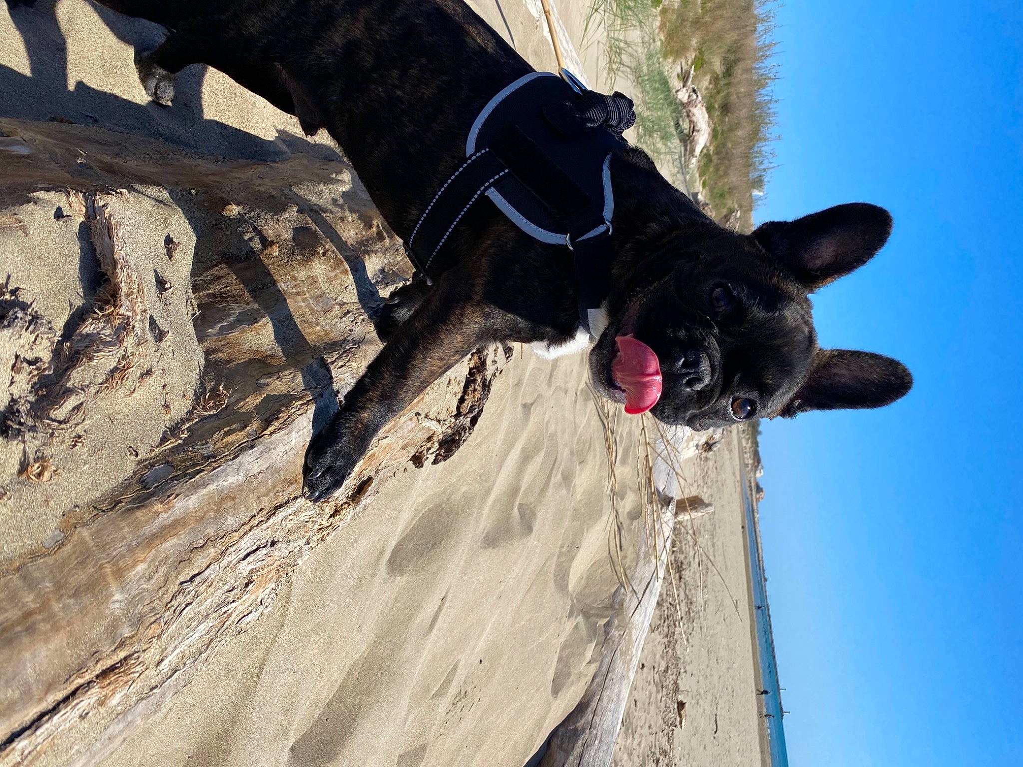 Elmout participe au concours pour gagner de l'argent avec cette photo : adventure, canidae, carnivore, collar, dog, dog_breed, dog_collar, leash, mammal, recreation, rope, sky, snout, sporting_group, tail, tree, trunk, water, wood, working_animal