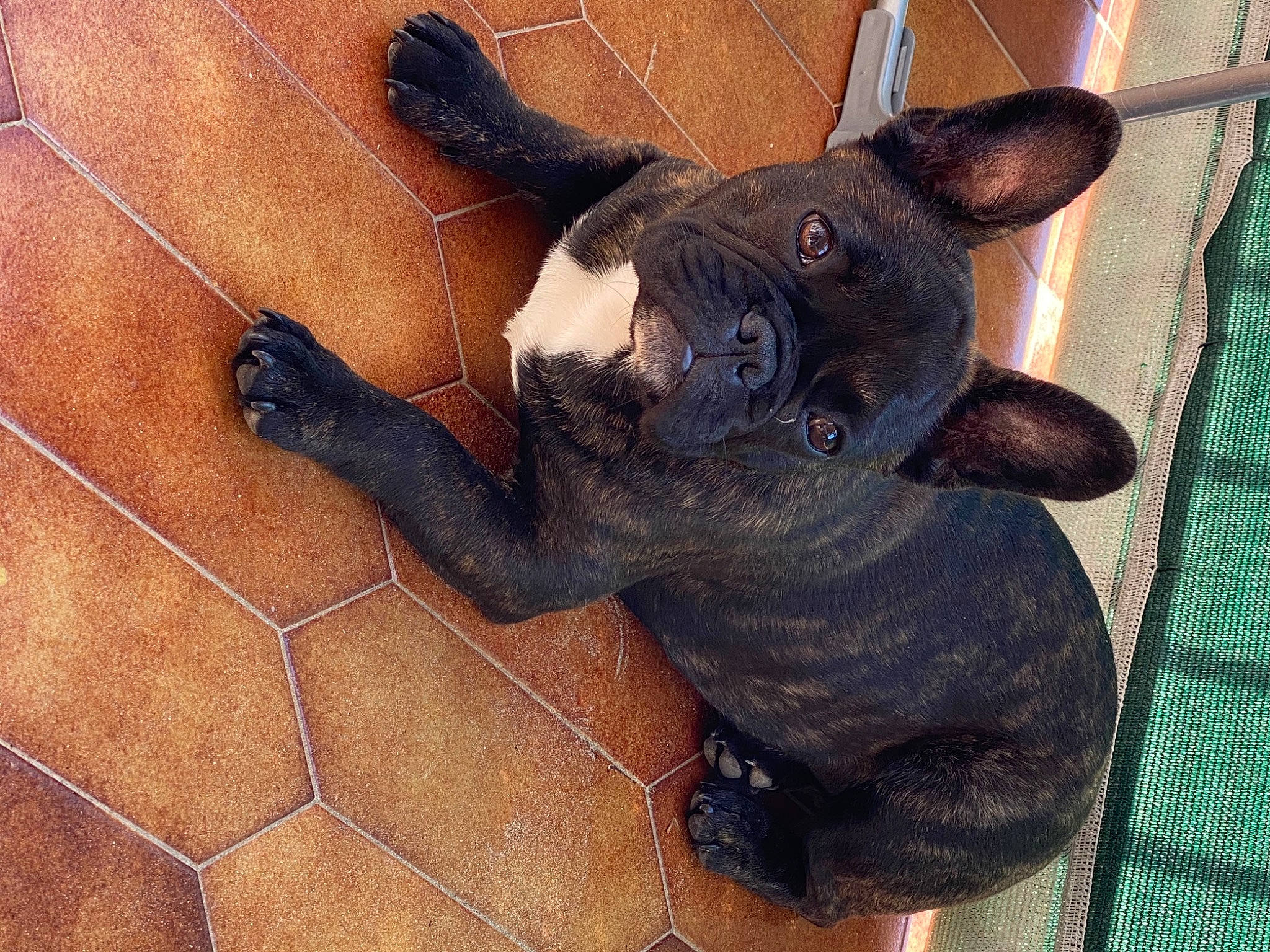 Elmout participe au concours pour gagner de l'argent avec cette photo : brown, canidae, carnivore, companion_dog, dog, dog_breed, ear, fawn, flooring, fur, liver, paw, snout, sporting_group, tail, terrestrial_animal, toy_dog, whiskers, wood, working_animal