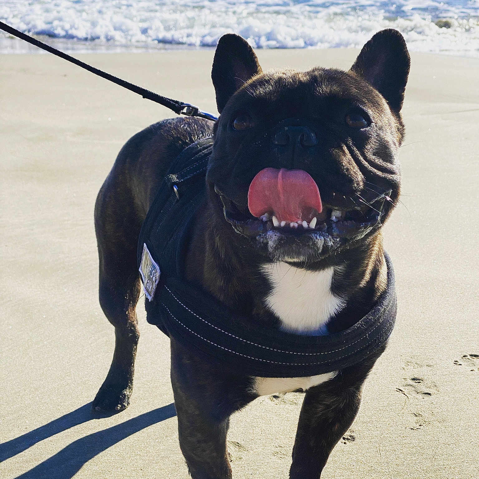 Elmout participe au concours pour gagner de l'argent avec cette photo : accessories, animal, beach, boxer, bulldog, canine, coast, dog, frenchbulldog, leash, nature, outdoors, pet, pitbull, puppy, sea, shoreline, soil, strap, water