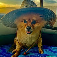 Charlie is registered to the contest to win money with this photo: dog, hat, sunset, blue_towel, vehicle_interior, happy, fluffy, portrait, pet, canine, sitting, brown_fur, cute, closeup, sun_hat, window, leash, smiling, domestic_animal, travel