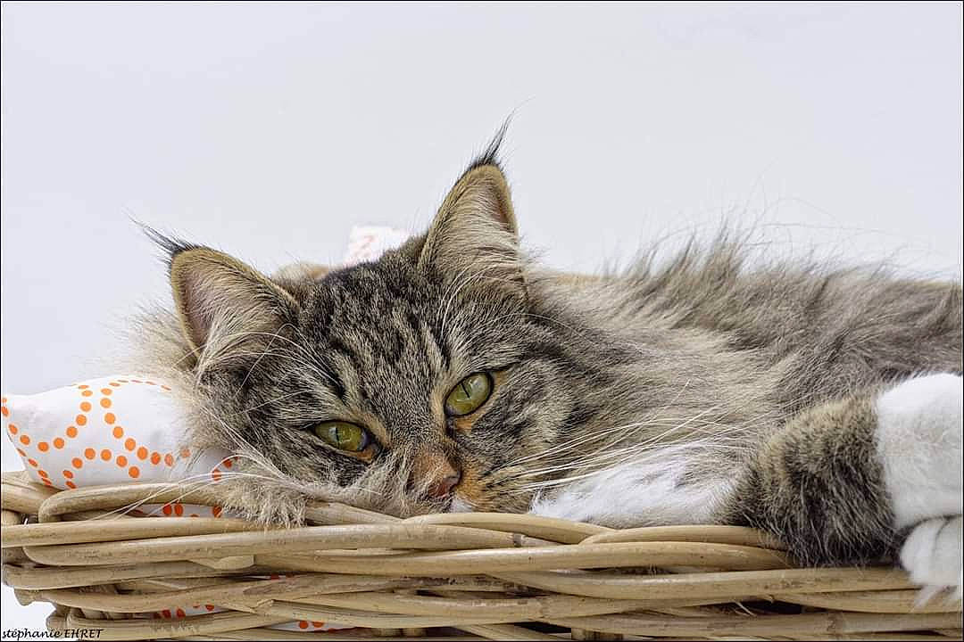 Ocarina a rejoint le concours — aidez-le/la à gagner de superbes lots ! aegean_cat, asian, british_semi_longhair, carnivore, cat, domestic_short_haired_cat, dragon_li, european_shorthair, felidae, fur, kitten, maine_coon, nap, norwegian_forest_cat, pixie_bob, siberian, small_to_medium_sized_cats, tabby_cat, whiskers