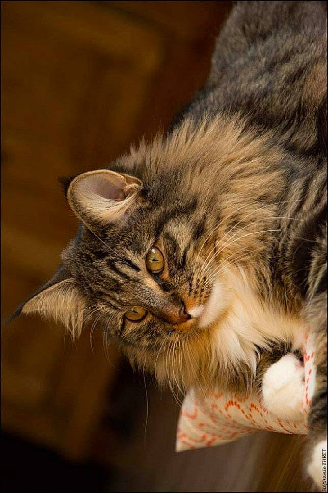 Ocarina a rejoint le concours — aidez-le/la à gagner de superbes lots ! asian, carnivore, cat, domestic_long_haired_cat, ear, european_shorthair, felidae, fur, kitten, kurilian_bobtail, maine_coon, mammal, norwegian_forest_cat, siberian, small_to_medium_sized_cats, snout, tabby_cat, whiskers, wild_cat, wildlife