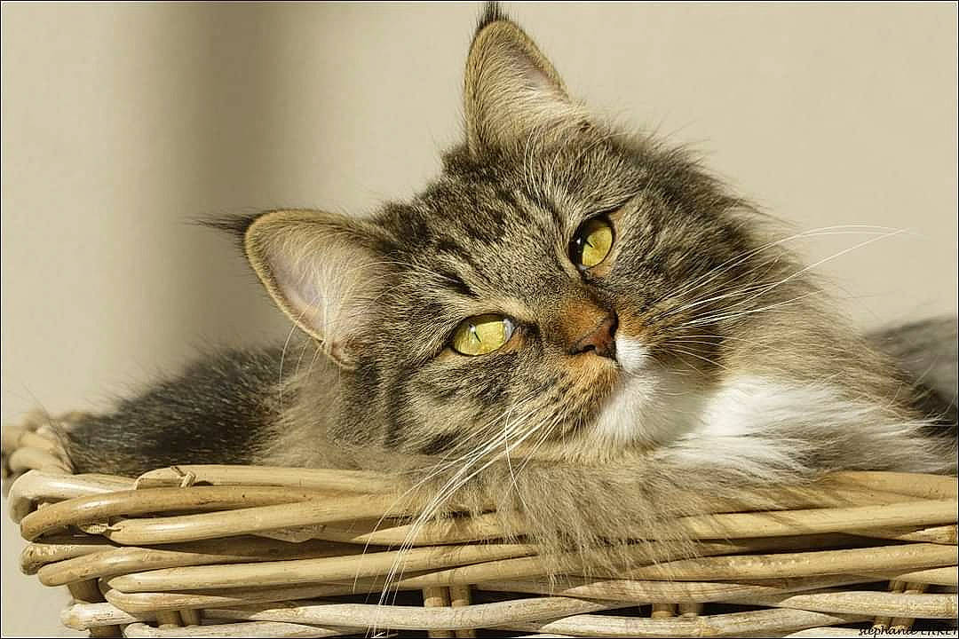 Ocarina participe au concours pour gagner de l'argent avec cette photo : asian, british_semi_longhair, carnivore, cat, domestic_short_haired_cat, dragon_li, european_shorthair, felidae, kitten, maine_coon, norwegian_forest_cat, pixie_bob, siberian, small_to_medium_sized_cats, snout, somali, tabby_cat, whiskers