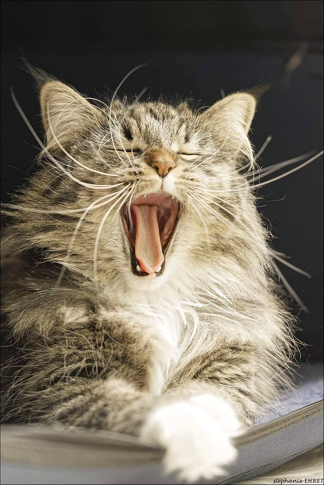 Ocarina a rejoint le concours — aidez-le/la à gagner de superbes lots ! carnivore, cat, close_up, european_shorthair, facial_expression, fang, felidae, mouth, norwegian_forest_cat, nose, organ, photography, roar, small_to_medium_sized_cats, snout, stock_photography, tabby_cat, tooth, whiskers, yawn