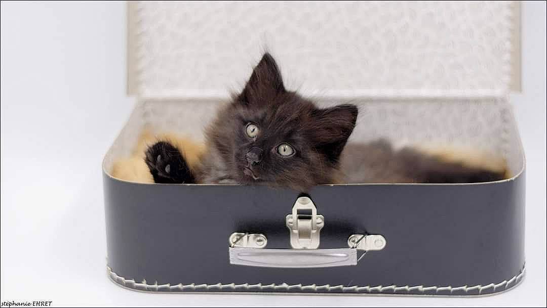 Thalna a rejoint le concours — aidez-le/la à gagner de superbes lots ! black_cat, bombay, box, carnivore, cat, cat_bed, cat_furniture, cat_supply, domestic_short_haired_cat, felidae, fur, paw, pet_supply, rectangle, small_to_medium_sized_cats, snout, tail, whiskers, window