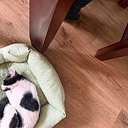 Jasper Batman Neal joined the competition — help win amazing prizes! black_and_white, boots, cat, cozy, domestic_animal, feline, flooring, fur, home, indoor, kitten, nap, pet_bed, quiet, resting, sleeping, soft_bed, table_leg, wood, wooden_floor