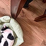 black_and_white, boots, cat, cozy, domestic_animal, feline, flooring, fur, home, indoor, kitten, nap, pet_bed, quiet, resting, sleeping, soft_bed, table_leg, wood, wooden_floor