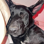 Nala is registered to the contest to win money with this photo: dog, black_dog, sleeping, close_up, indoor, pet, ears, fur, nose, resting, cute, animal, cozy, portrait, face, snuggle, relaxed, canine, domestic_animal, companion