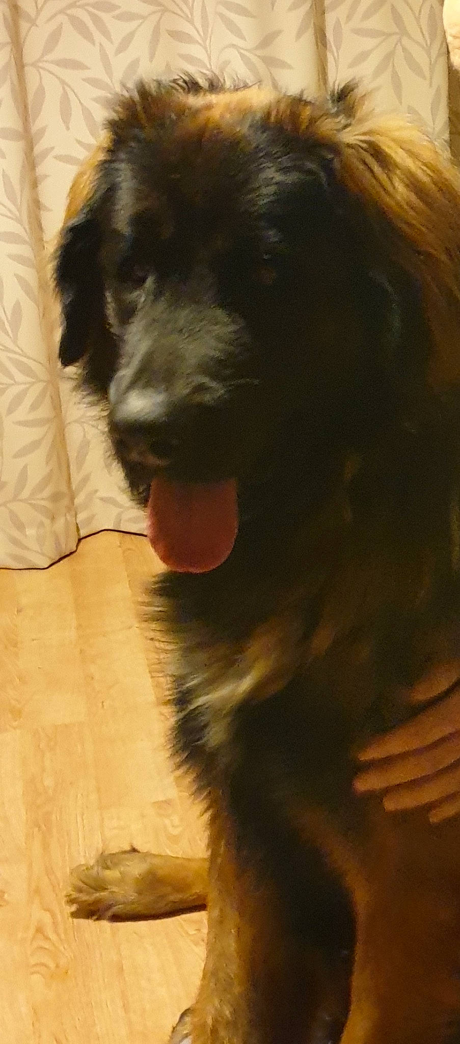 Sam participe au concours pour gagner de l'argent avec cette photo : borador, carnivore, companion_dog, dog, dog_breed, ear, flooring, fur, gun_dog, hardwood, liver, snout, sporting_group, wood, wood_flooring, working_animal, working_dog