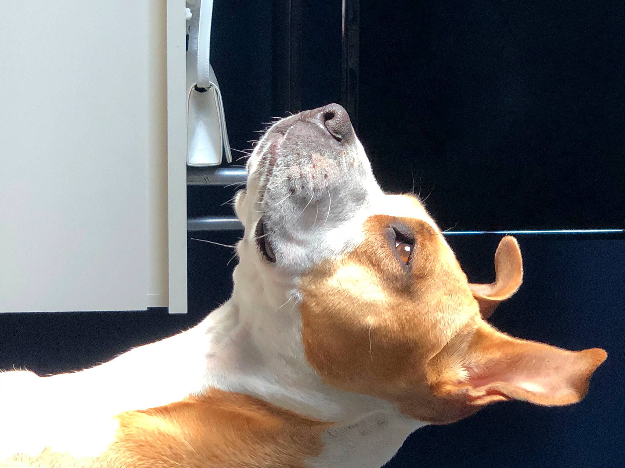 Only a rejoint le concours — aidez-le/la à gagner de superbes lots ! canidae, carnivore, collar, companion_dog, dairy_cow, dog, dog_breed, ear, eye, fawn, felidae, human_leg, small_to_medium_sized_cats, snout, sporting_group, tail, terrestrial_animal, whiskers, window, working_animal